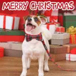 Christmas Buffalo Dog Collar and Leash Set, Classic Plaid Collar with Removable Bowtie and Matching Leash for Large Dogs - Image 2