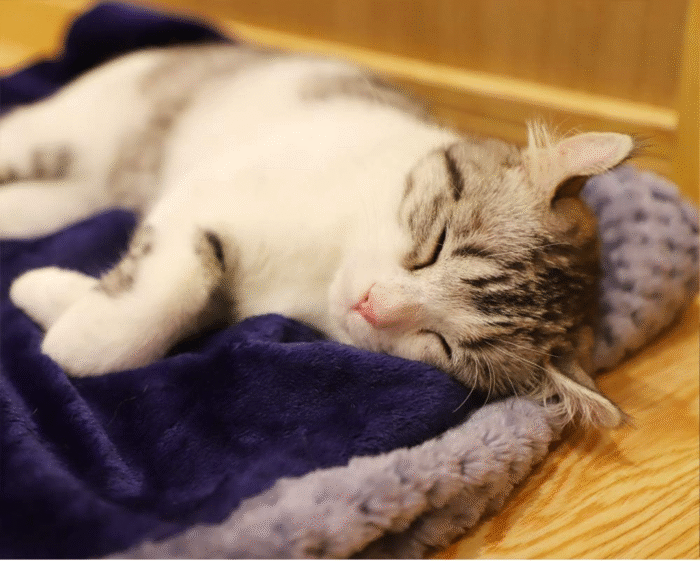 Dog Blankets for Small Dogs & Cats for Couch, Reversible Flannel Blankets for Pets 24X32 Inch,Cat Blankets for Indoor Cats Washable (Blue) - Image 5