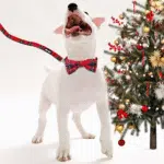 Christmas Buffalo Dog Collar and Leash Set, Classic Plaid Collar with Removable Bowtie and Matching Leash for Large Dogs - Image 7