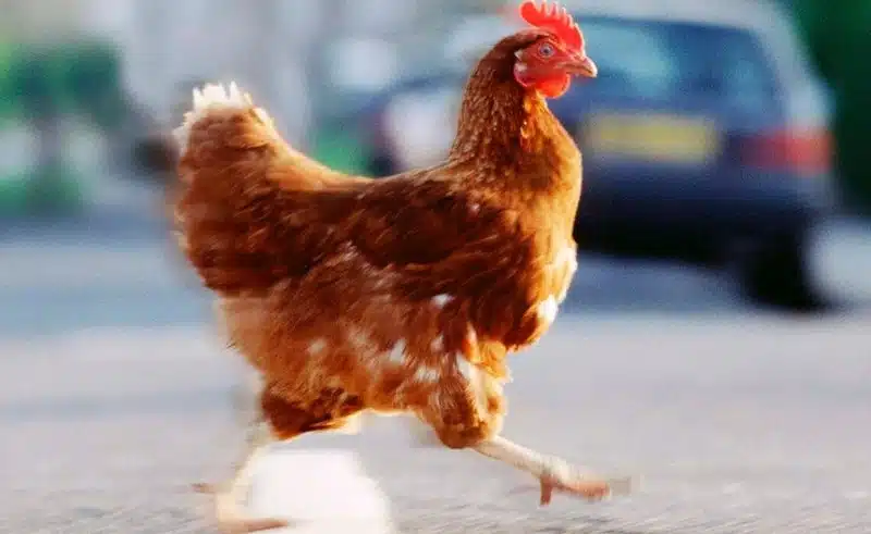Jugar chicken road - Descubre la emoción del juego de Chicken Road en España y sus casinos