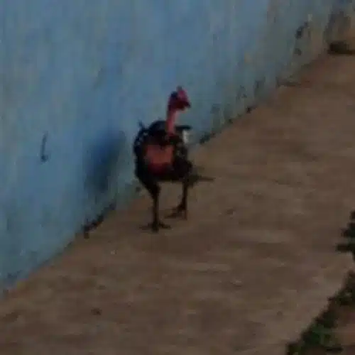 Descubre el Misterio de la Carretera de Pollo en España en Línea - overview